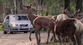 Volvo ������ ���������� ��������������� ����� �������